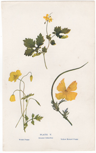 Greater Celadine, Welsh Poppy, Yellow Horned Poppy